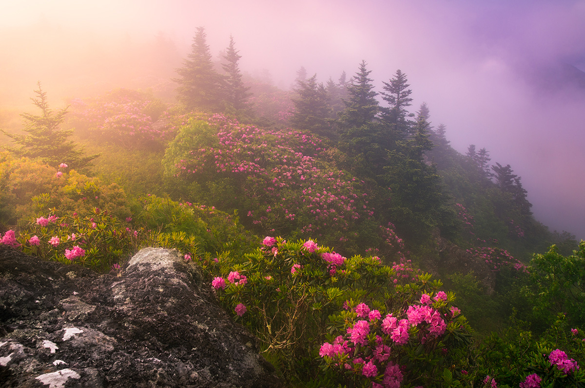 Asheville Spring Rhododendron Tours