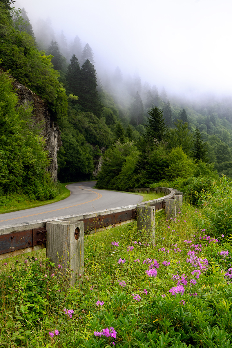 Blue Ridge Parkway Summer Blooms