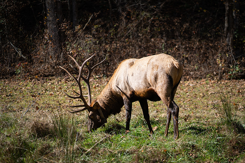 Elk tours