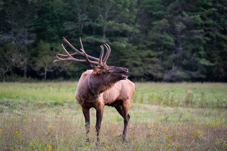 Asheville Elk and Waterfall Tour