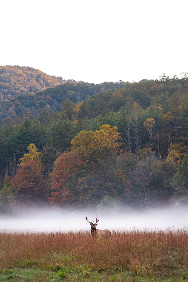 Cataloochee Elk Tour