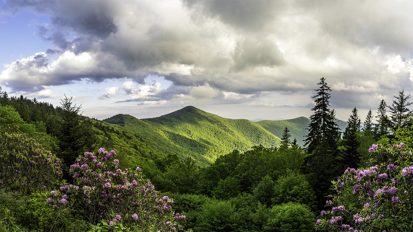 Spring Rhododendron Tour