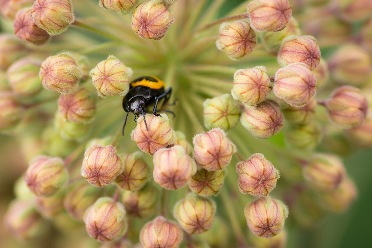 Macro Photography