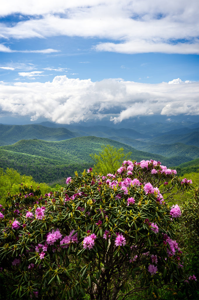 Blue Ridge Parkway Rhododendron Blooms