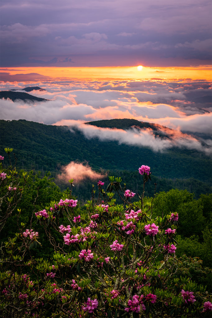 Blue Ridge Parkway Rhododendron Blooms