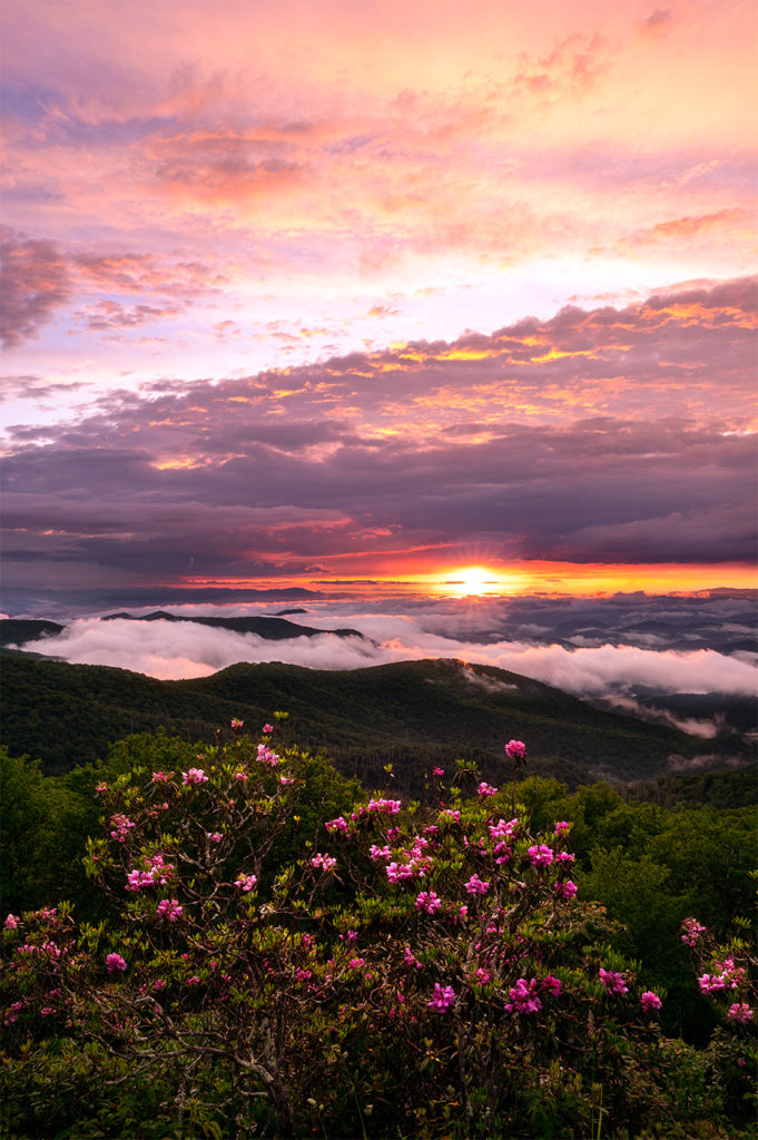 Blue Ridge Parkway Rhododendron Blooms