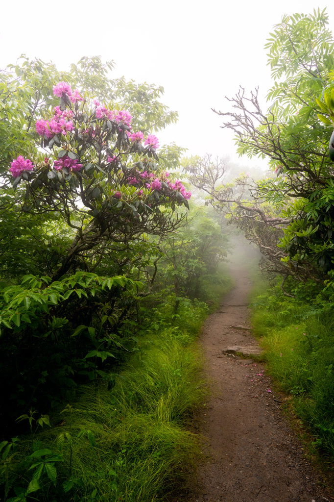 Blue Ridge Parkway Rhododendron Blooms