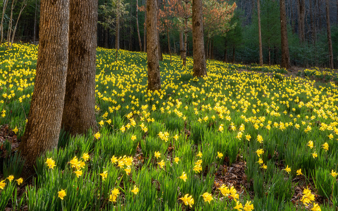 How To Find & Photograph the Daffodil Flats
