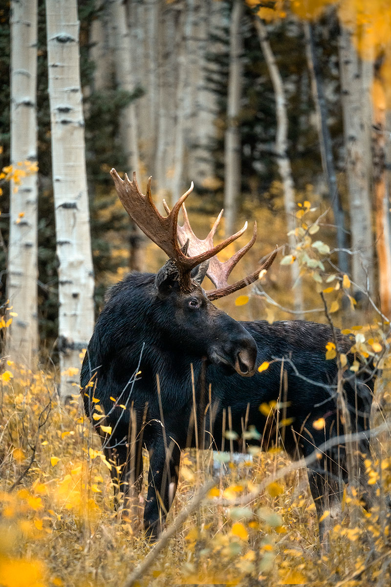 Moose Wildlife Photography
