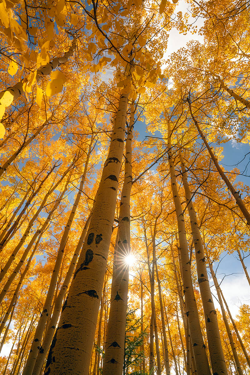 Glowing aspen trees in fall