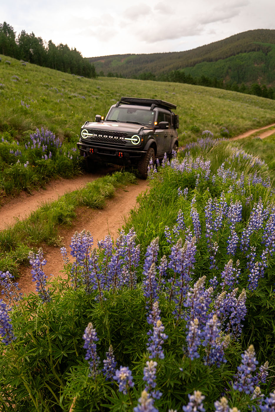 Bronco in the Wildflowers