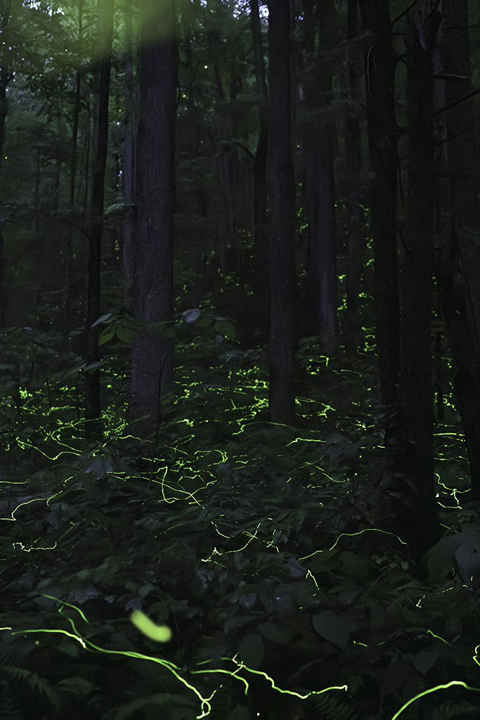 Blue Ghost Fireflies- Do You Have Them in Your Woods?