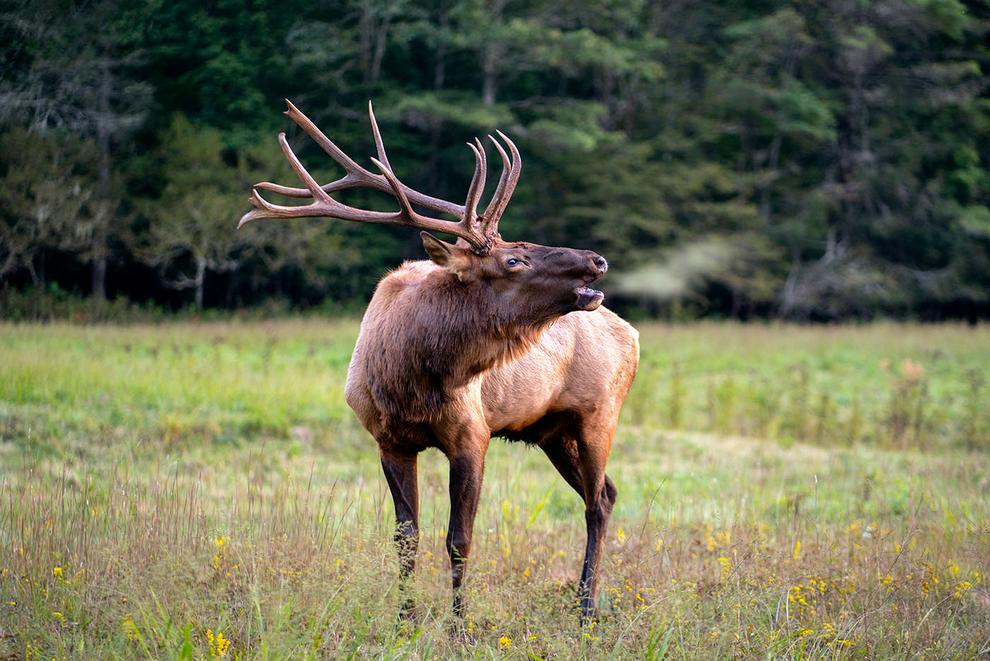 Bull Elk Bugling