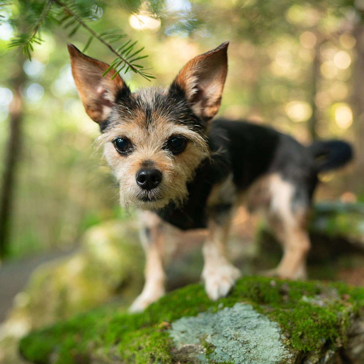 Fox, Chief Safety Officer