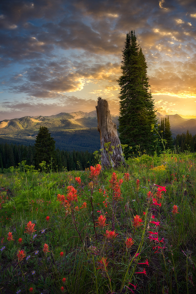 Colorado Summer Wildflower Workshop