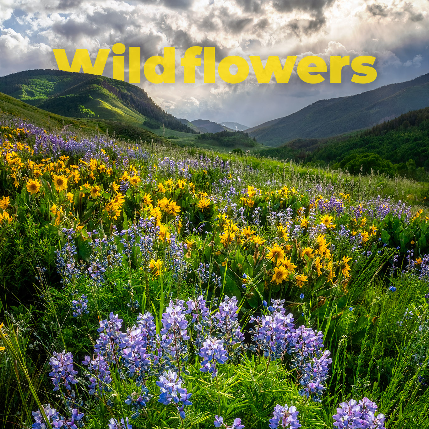 Colorado Wildflowers