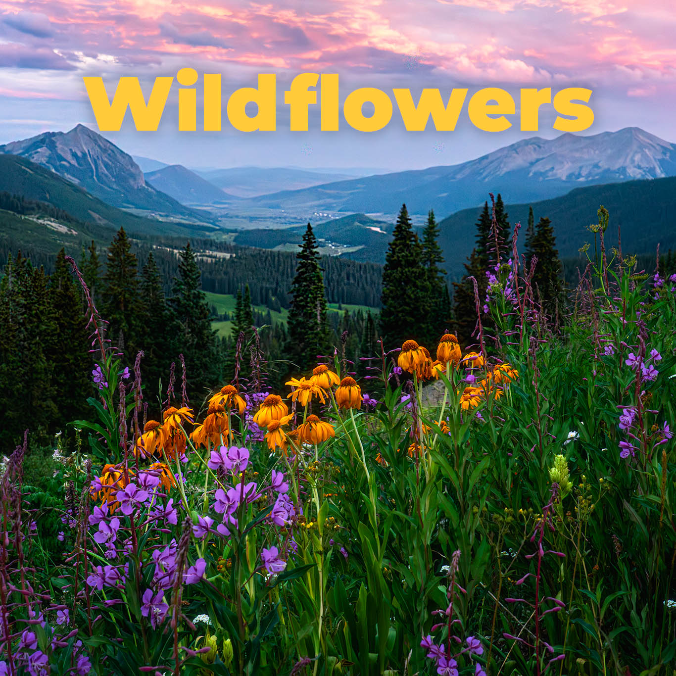 Colorado Wildflowers Workshop Image