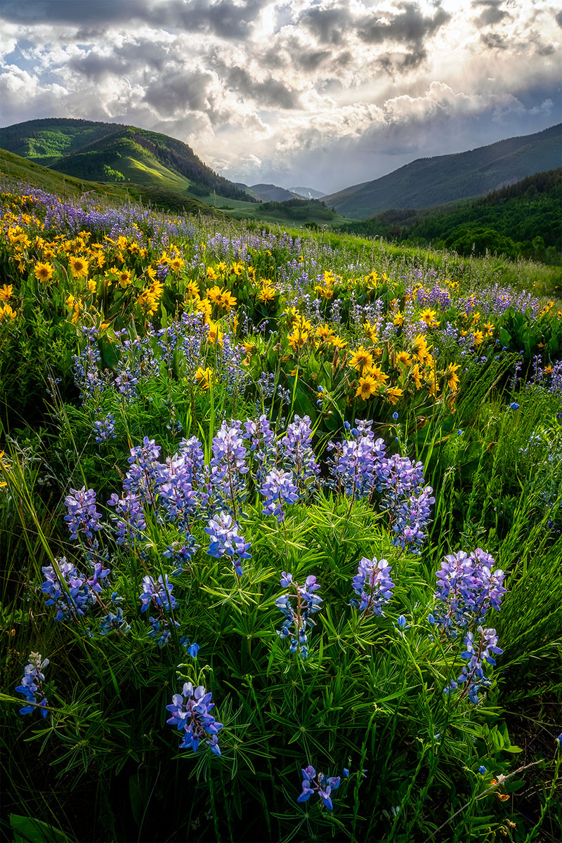 Colorado Wildflowers Workshop Blurb