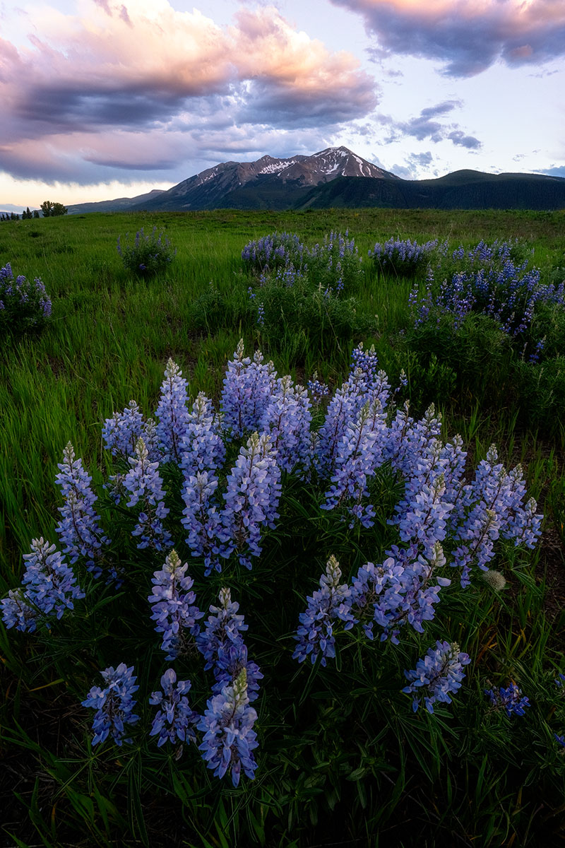 Crested Butte Blooms