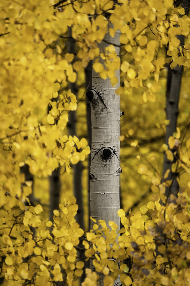 Golden Aspens