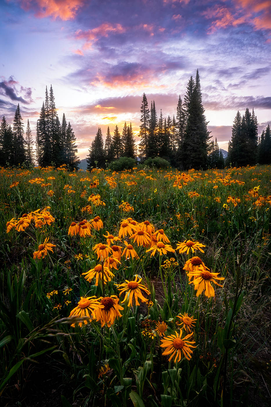 Golden wildflowers at sunset