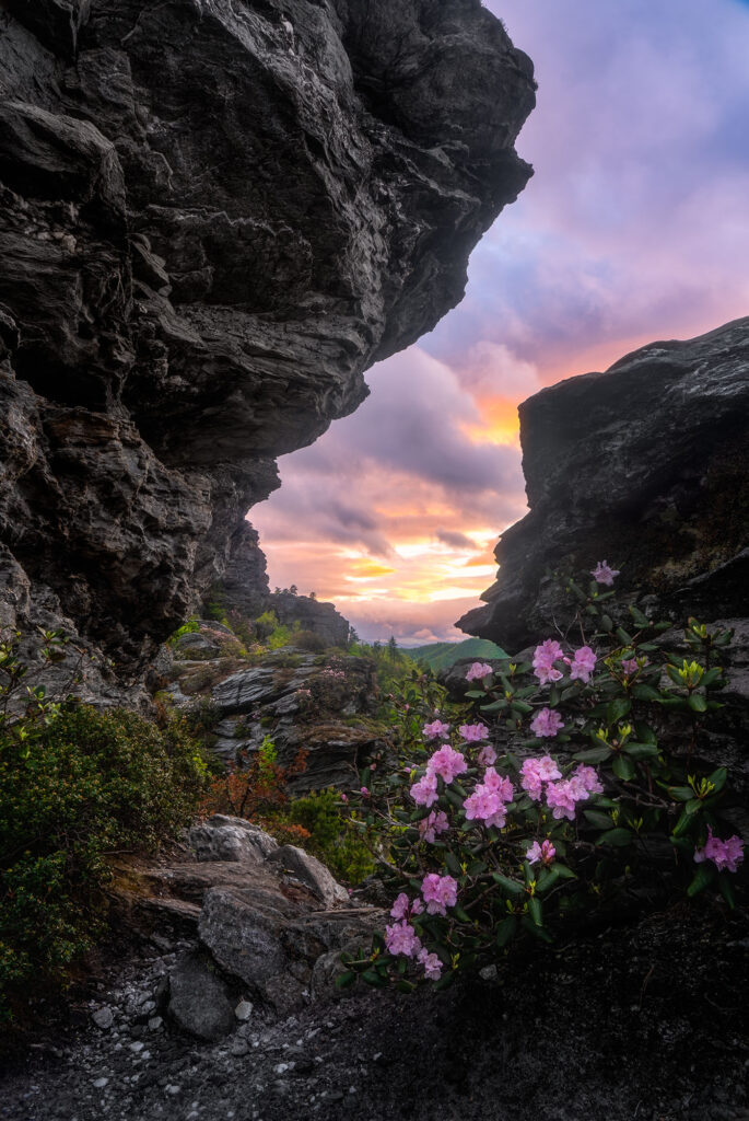 Linville Gorge Blooms