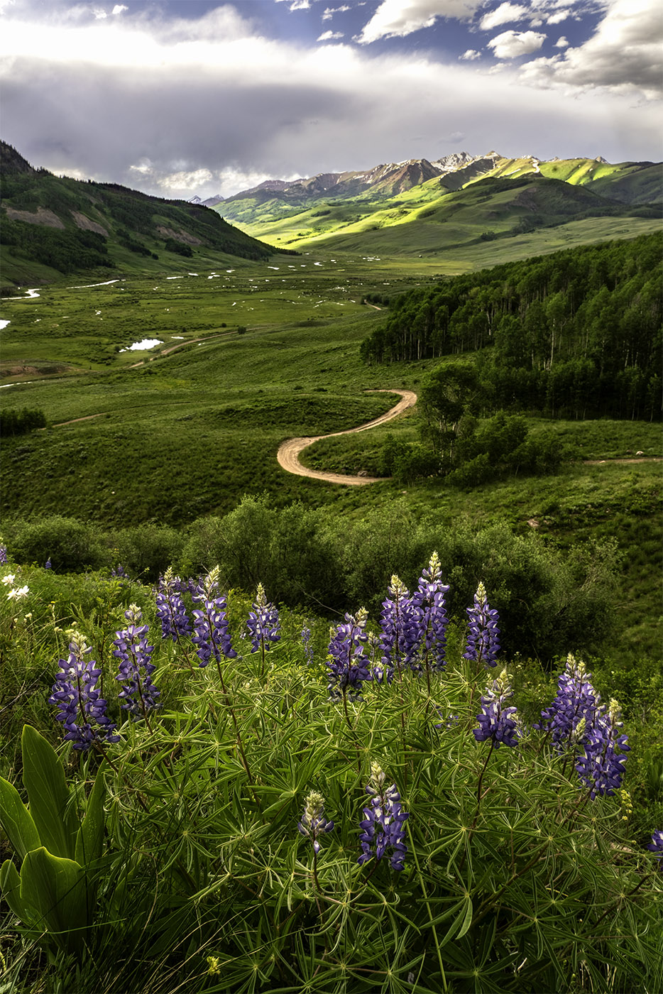 Lupine Blooms Crested Butte