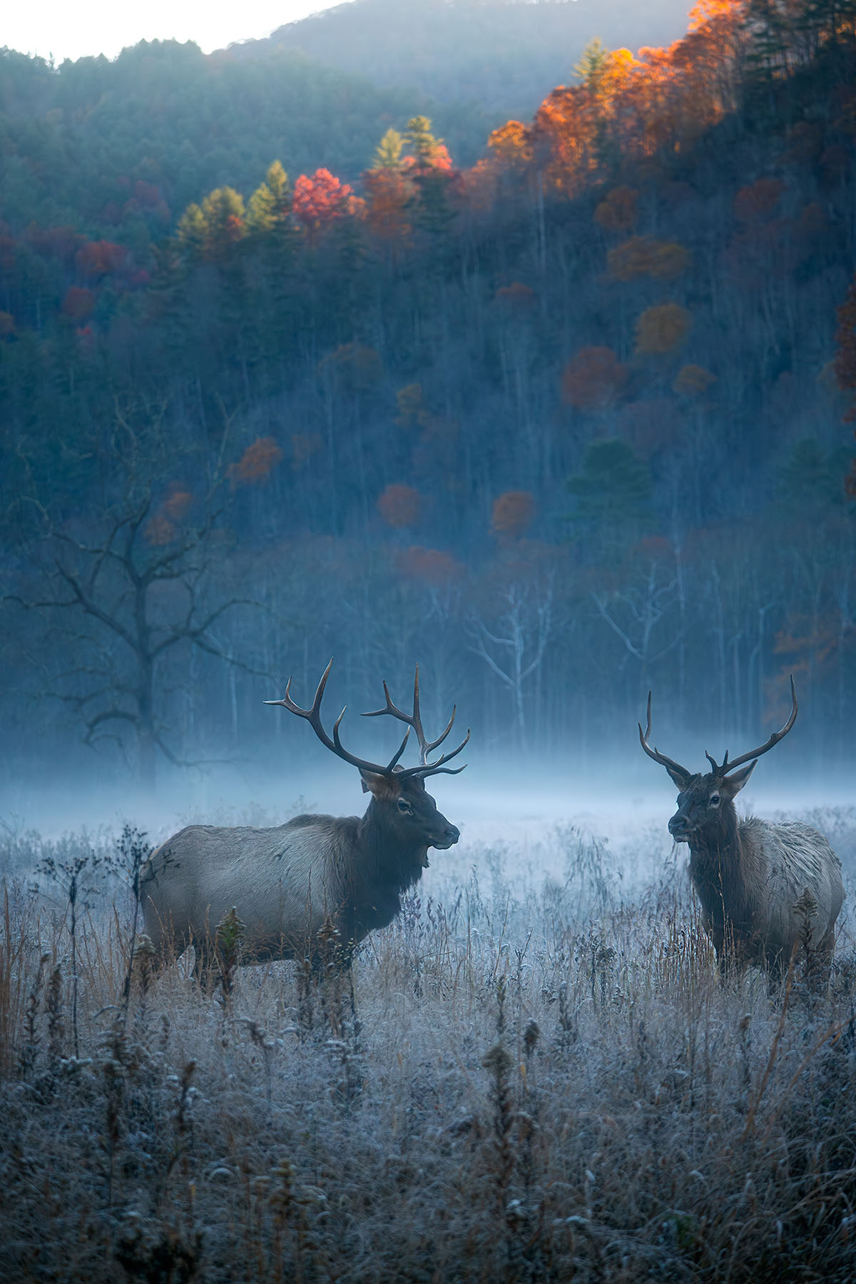 NC Elk in Fall