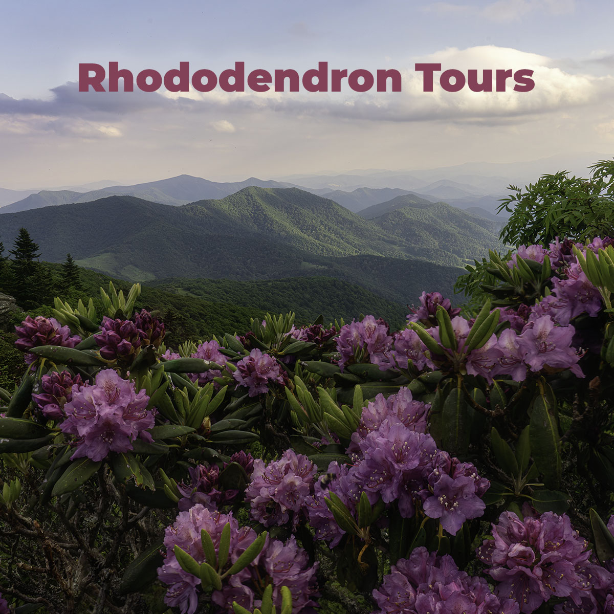 Spring Rhododendron Tours