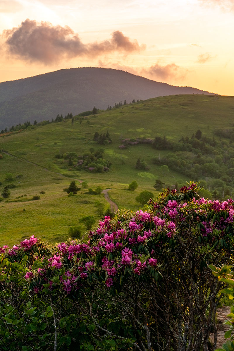 Round Bald in Spring