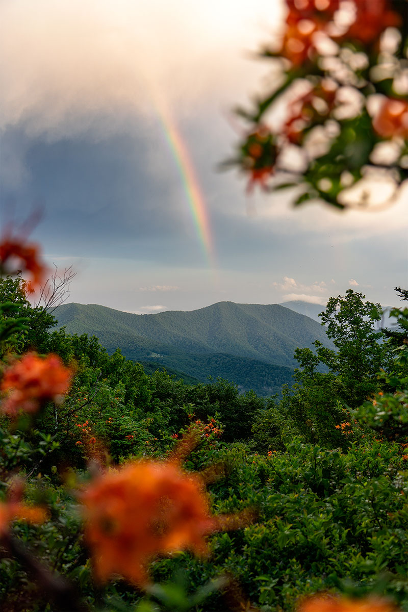 Flame Azaleas and Rainbow