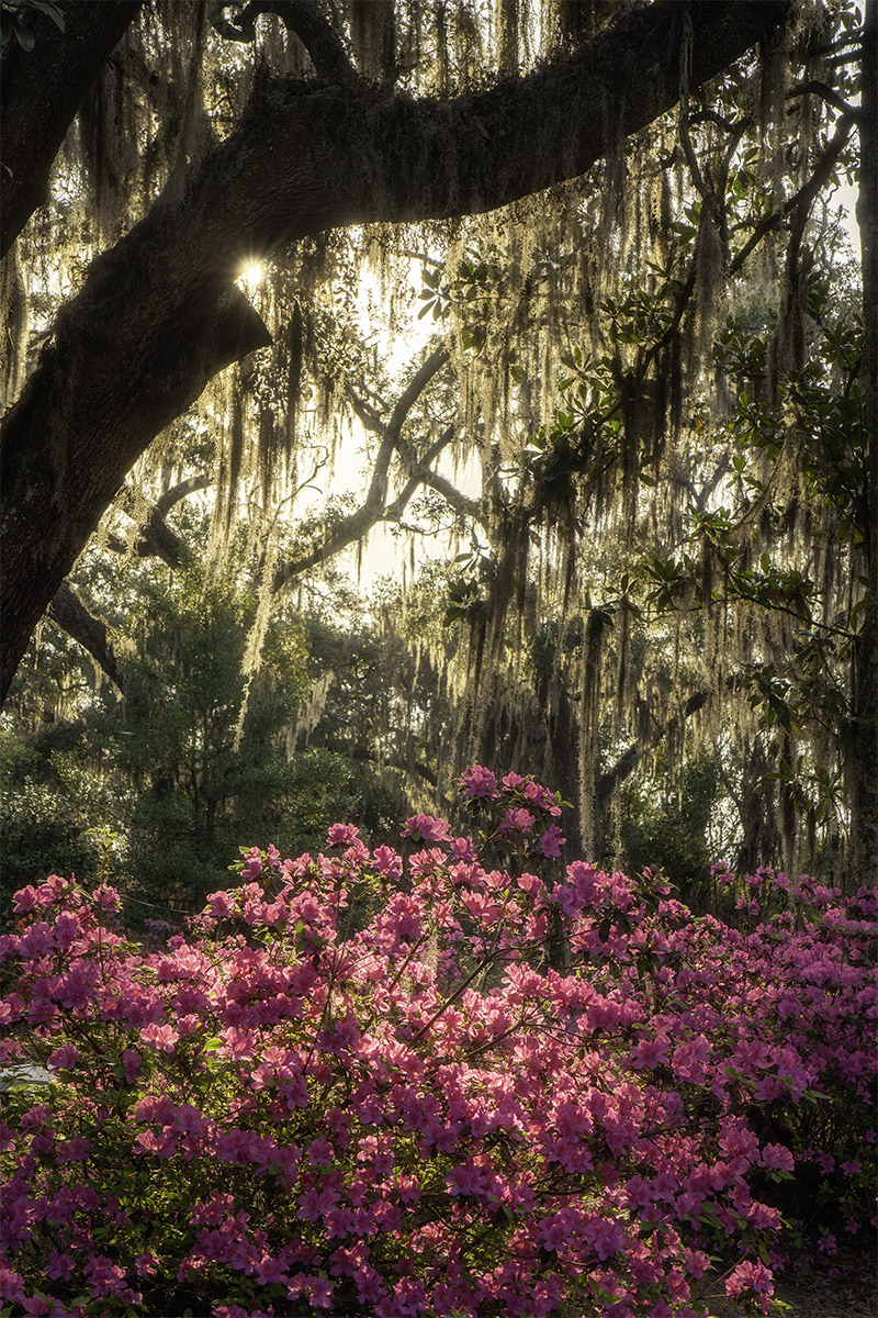 Savannah Spring Blooms Workshop