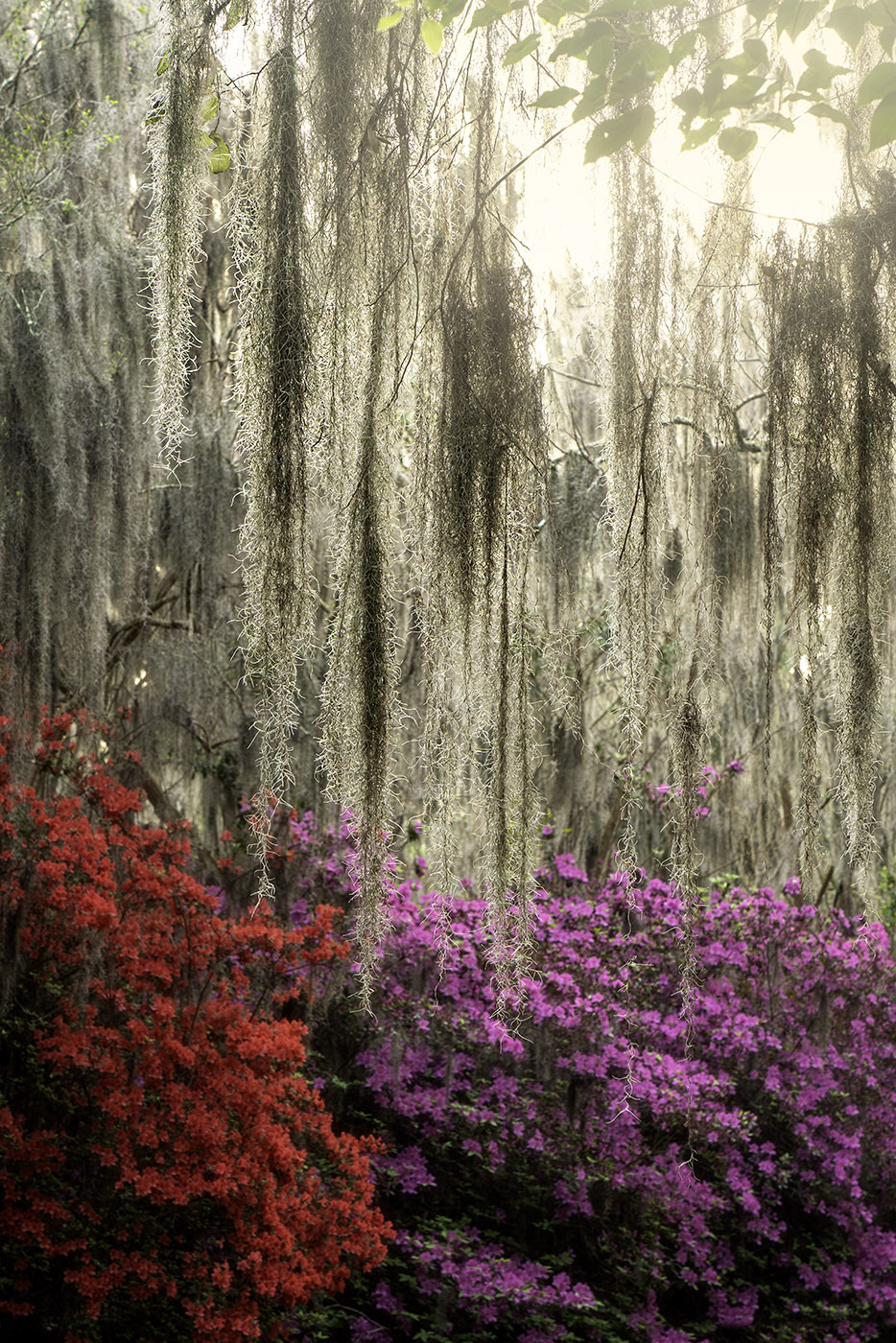 Spanish Moss & Azaleas